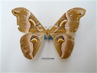 藏品(眉紋天蠶蛾)的圖片